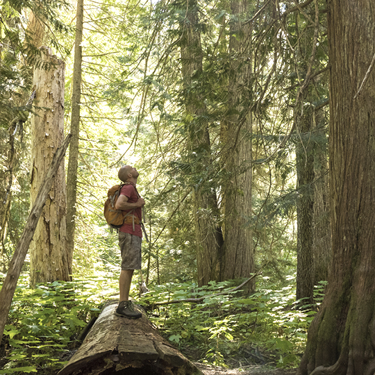 Man looking up a tree in a forest