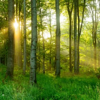 Kyocera et l'environnement view of sunlight through trees
